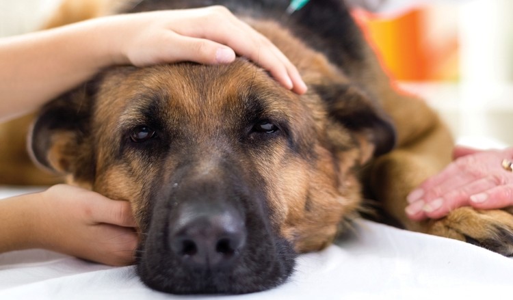 Acupuntura para cães com labirintite: um guia completo