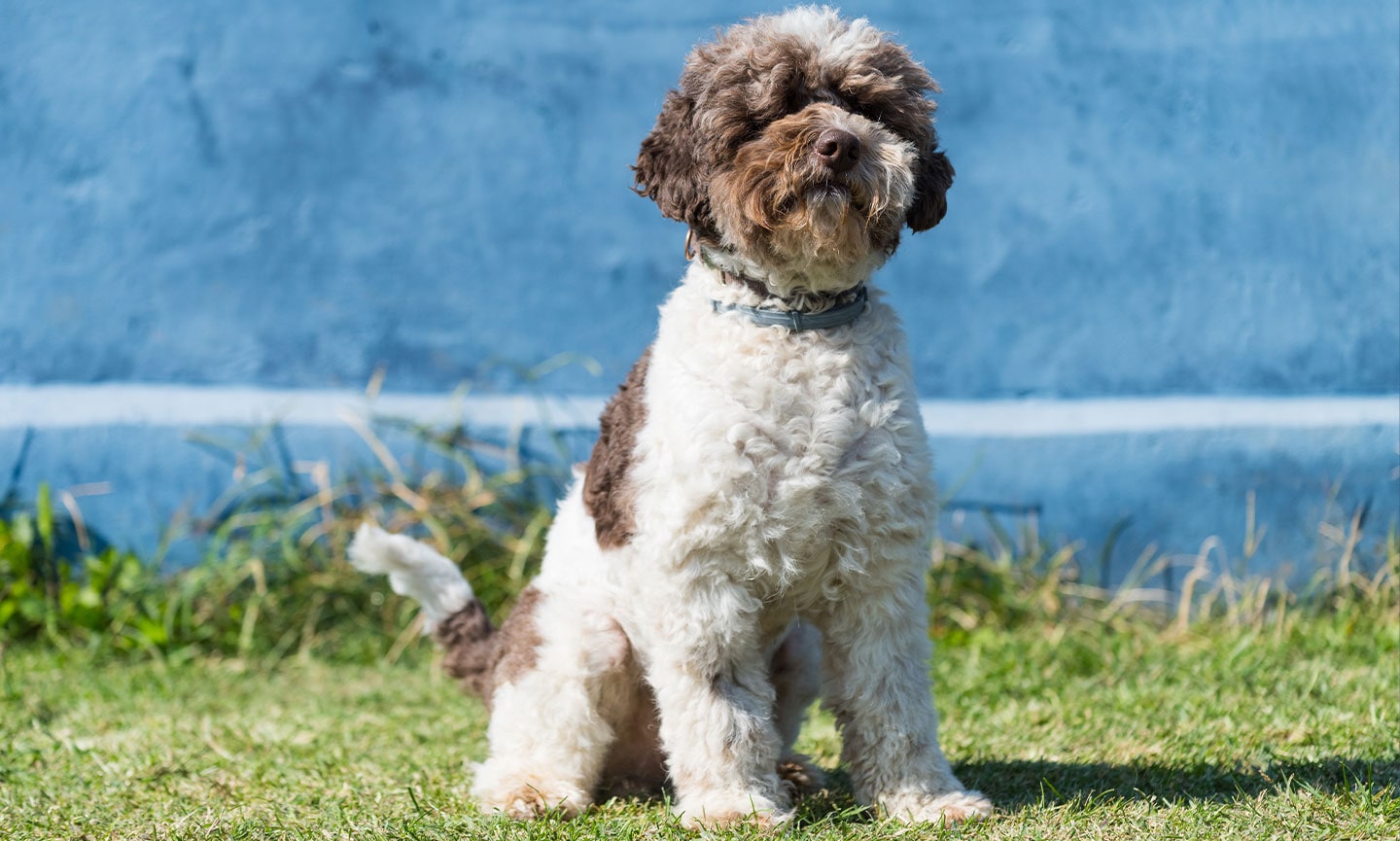 lagotto romagnolo