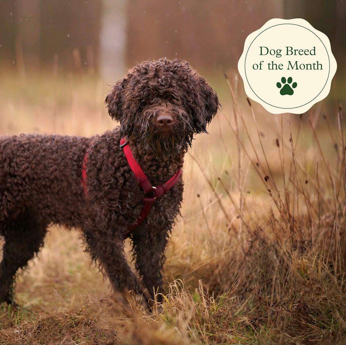 Saúde do Lagotto Romagnolo: Prevenindo Doenças Comuns