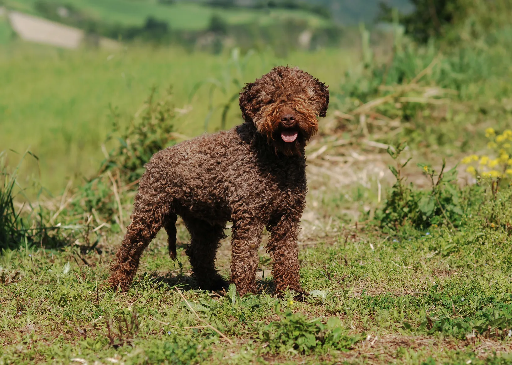 Lagotto Romagnolo: É a Raça Certa para Você e Sua Família?