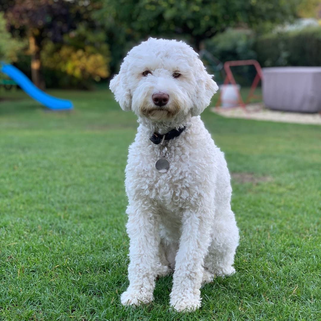 A História Fascinante do Lagotto Romagnolo: Do Pântano à Caça de Trufas