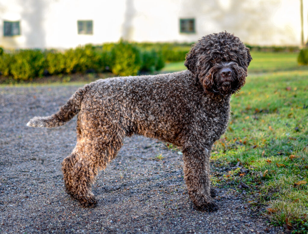 Como Treinar um Lagotto Romagnolo para Caçar Trufas