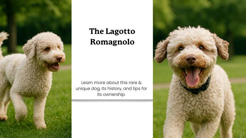 Guia Completo de Cuidados com a Pelagem do Lagotto Romagnolo