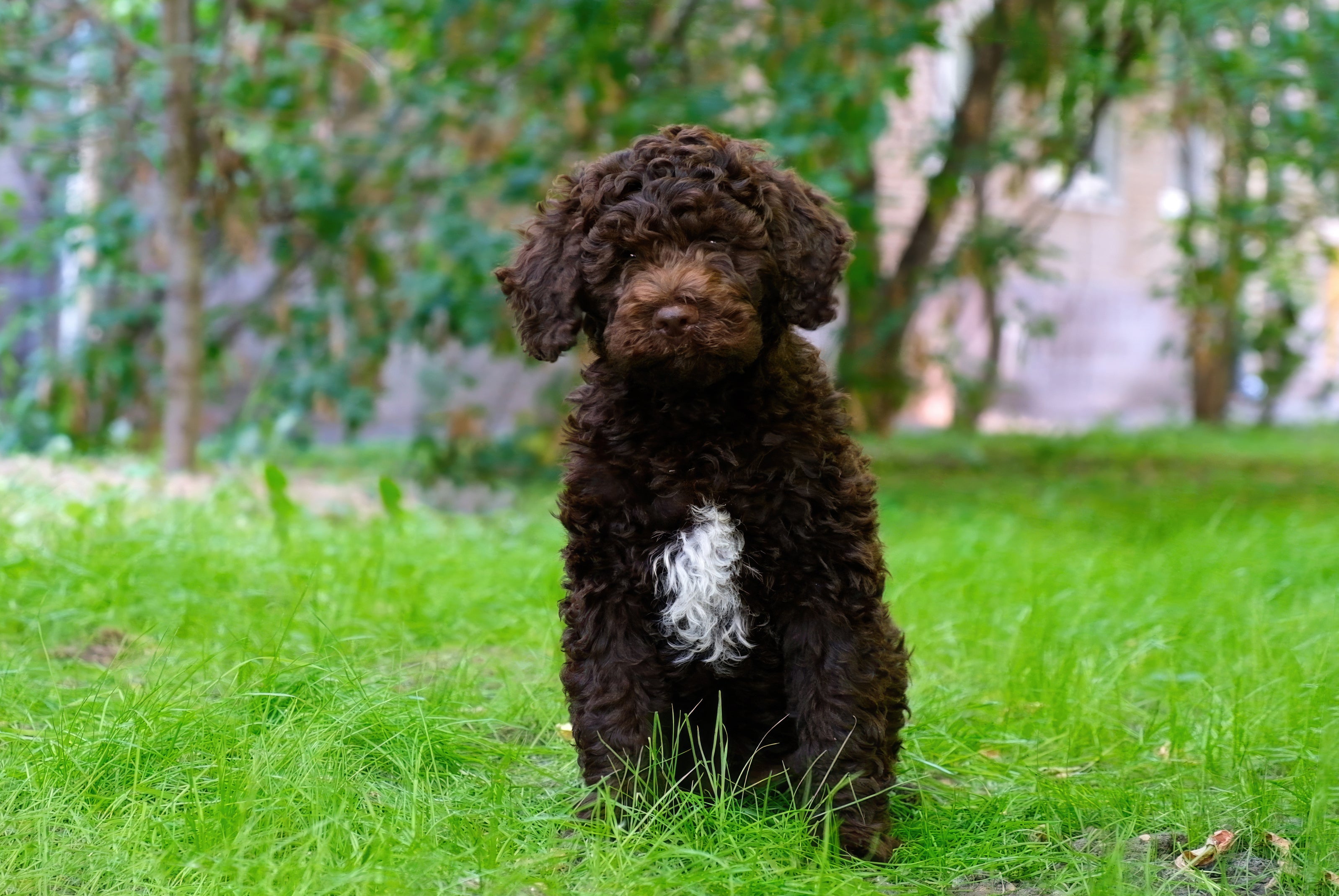 Lagotto Romagnolo: É a Raça Certa para Você e Sua Família?
