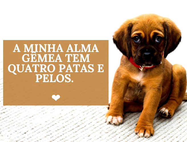 Como escolher a legenda perfeita para a foto do seu pet