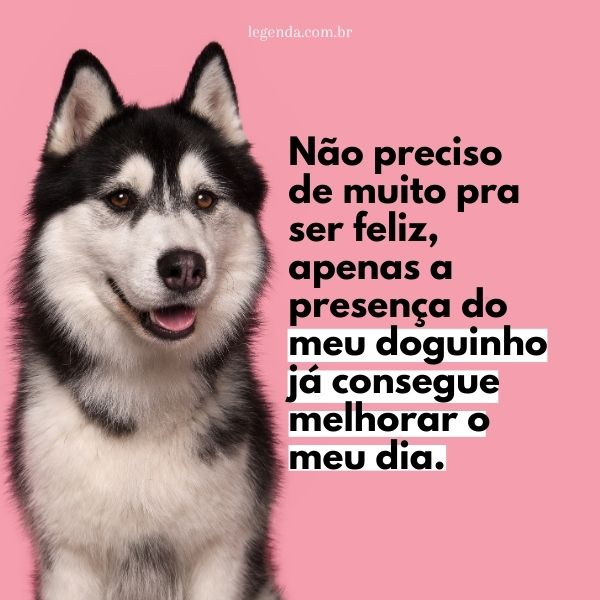 As legendas mais fofas para fotos de filhotes