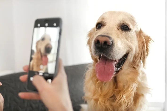 Frases emocionantes para homenagear seu pet