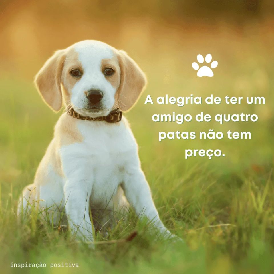 Frases de aniversário para seu cachorro ou gato