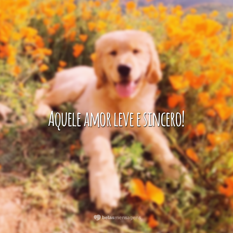 Legenda Para Foto De Pet