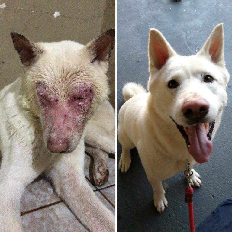 tratamento leishmaniose canina