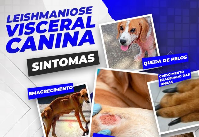 leishmaniose canina