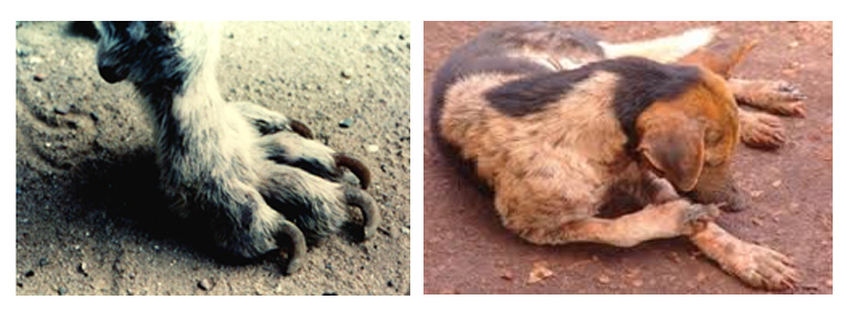 sintomas calazar cães