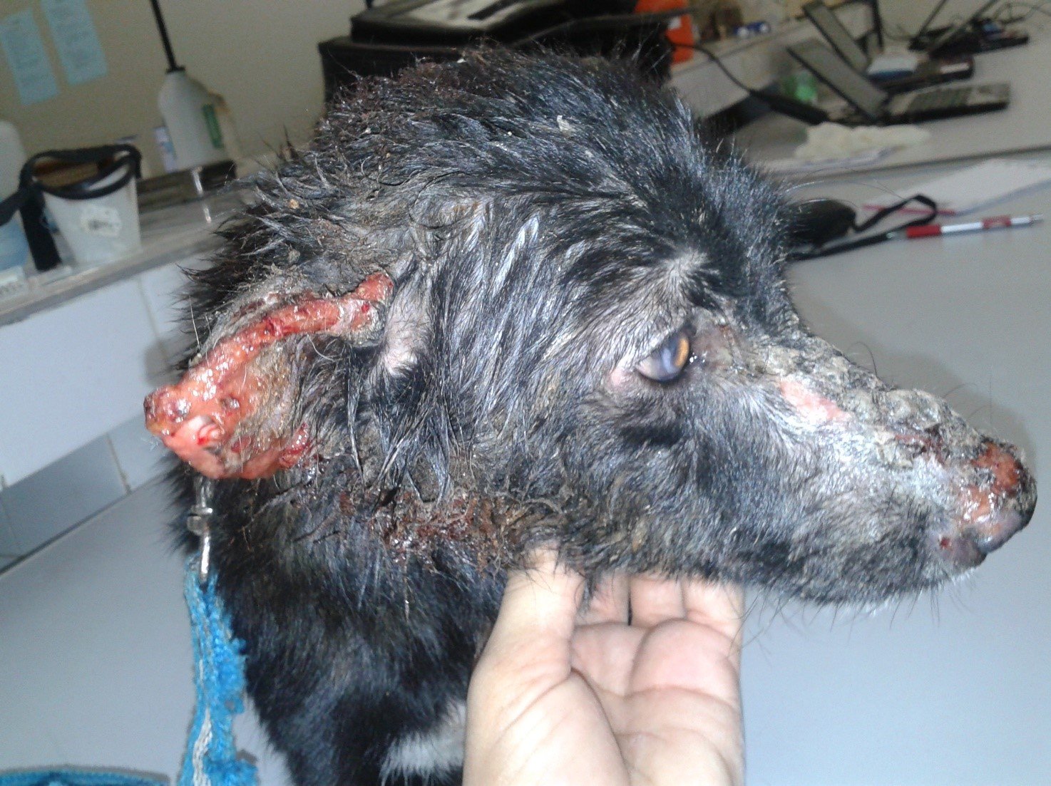 prevenção leishmaniose cães