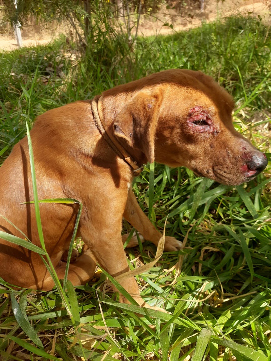 miltefosina leishmaniose canina