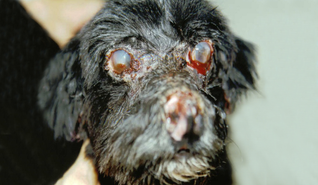 sintomas calazar cães