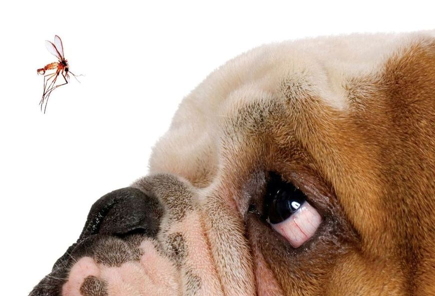 tratamento leishmaniose canina