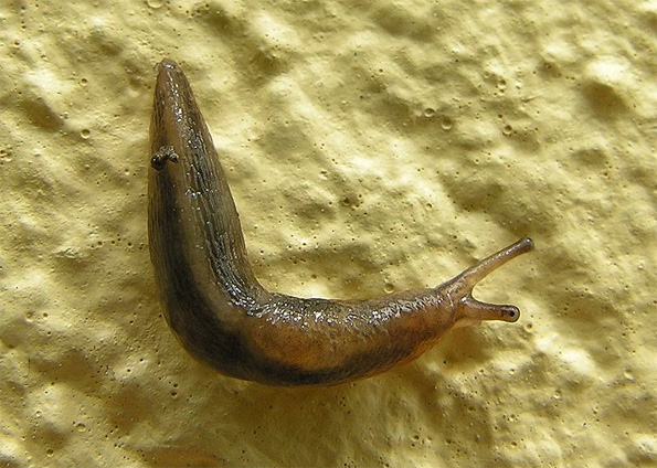 Lesma Em Contato Com A Pele