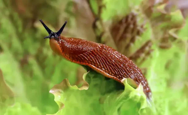 Como Prevenir Lesmas em Casa e Proteger Sua Família