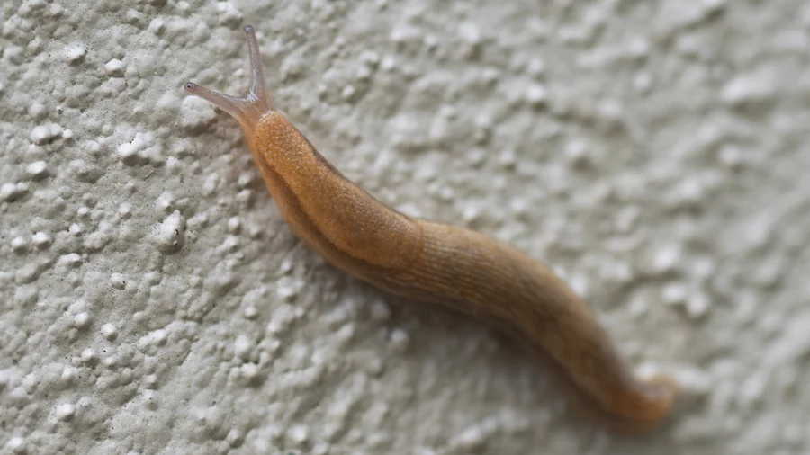 Meningite Eosinofílica: Entenda os Riscos e Sintomas Causados por Parasitas de Lesmas