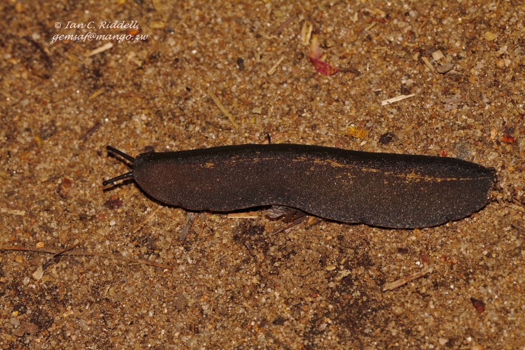 Mitos e Verdades Sobre Lesmas: Elas São Realmente Venenosas?