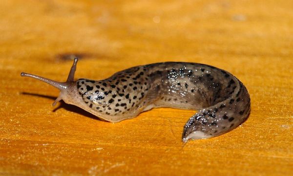 Guia Completo de Higienização: O Que Fazer Após o Contato com Lesmas