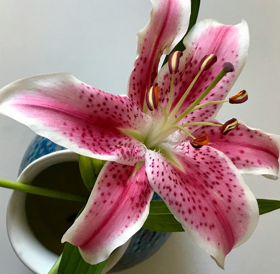 lirio de jardim cultivo
