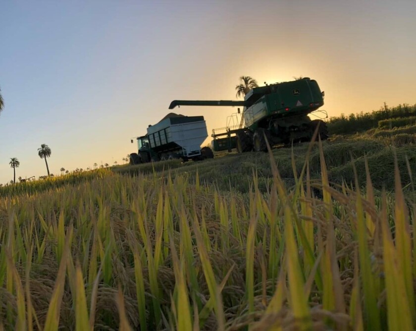 desafios logísticos agricultura familiar Brasil