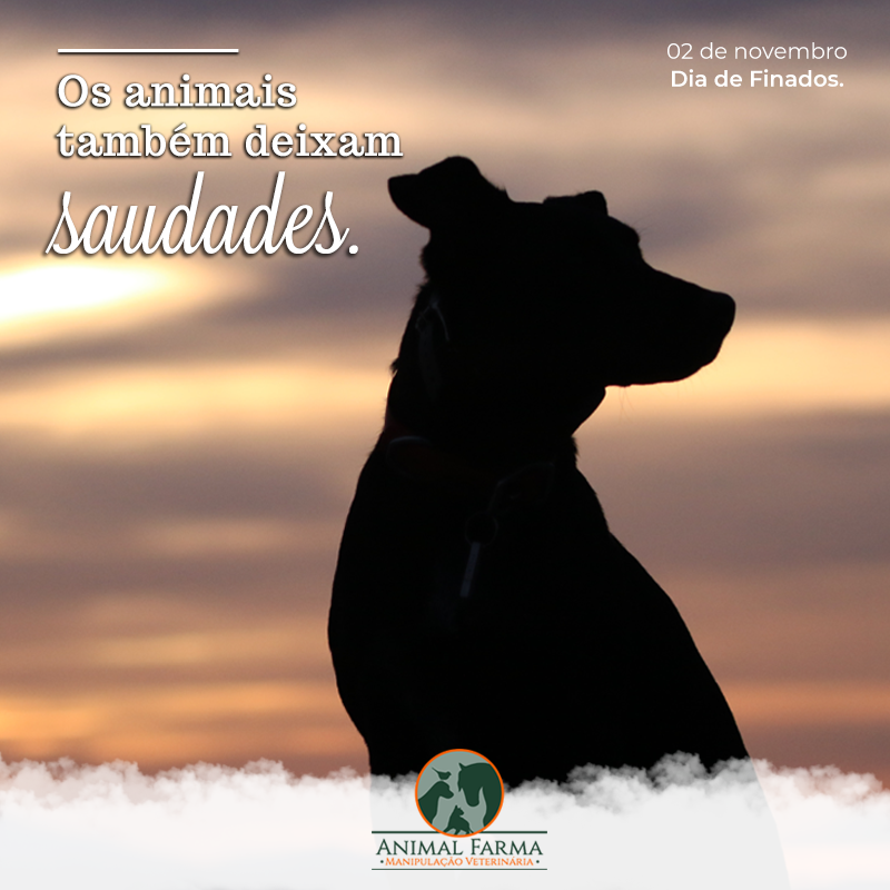 Entendendo o Vínculo Único com seu Pet e a Dor da Despedida