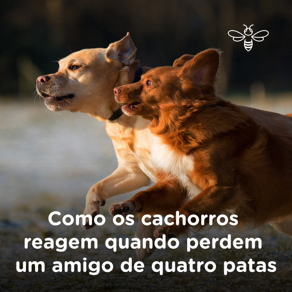 Como Criar um Memorial Significativo para seu Cachorro Falecido