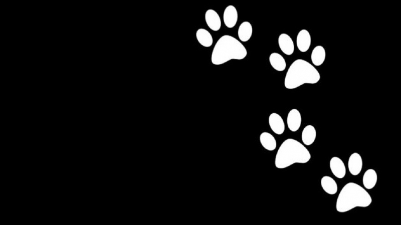 Lidando com a Perda de um Pet Tendo Outros Animais em Casa