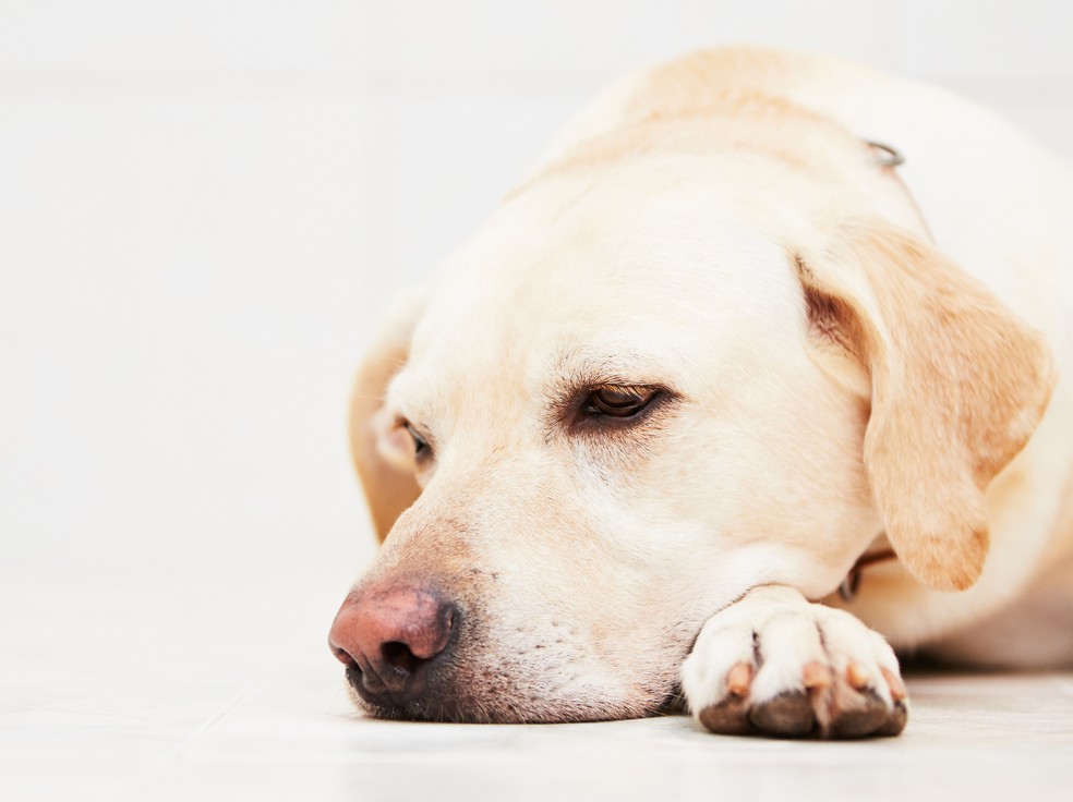 luto por um cachorro