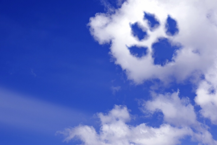 Entendendo o Vínculo Único com seu Pet e a Dor da Despedida