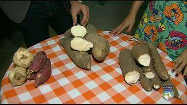 qual o custo beneficio da macaxeira e batata doce