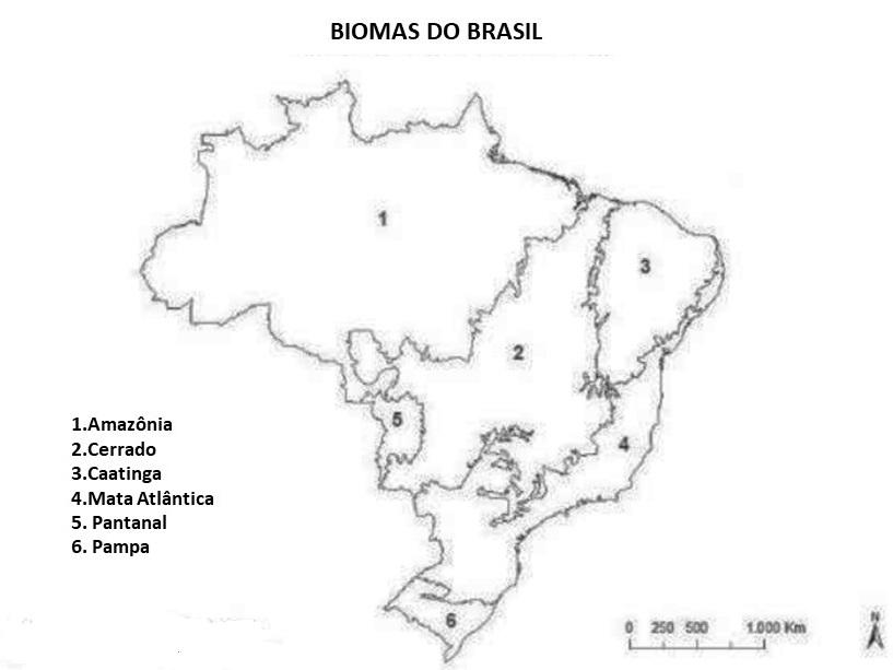 mapa dos biomas brasileiros para pintar