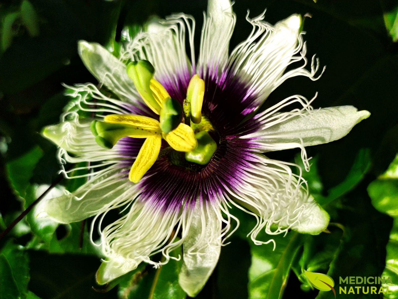 diferença entre maracujá e passiflora qual usar