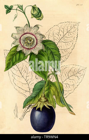 onde comprar passiflora preço e variedades