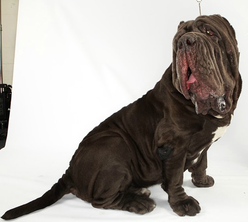 alimentação mastim napolitano