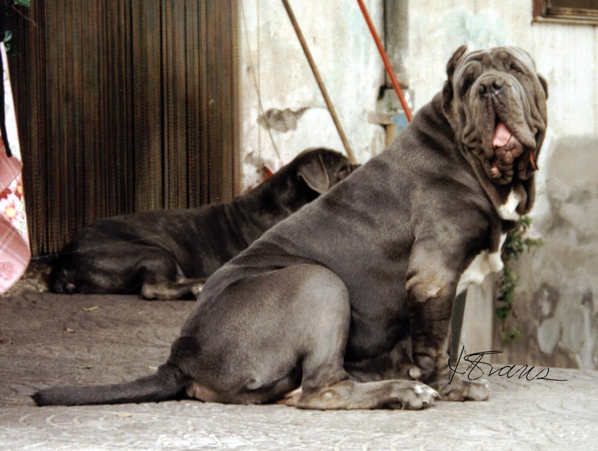 mastim napolitano preço