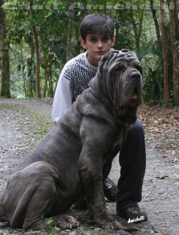 mastim napolitano cuidados