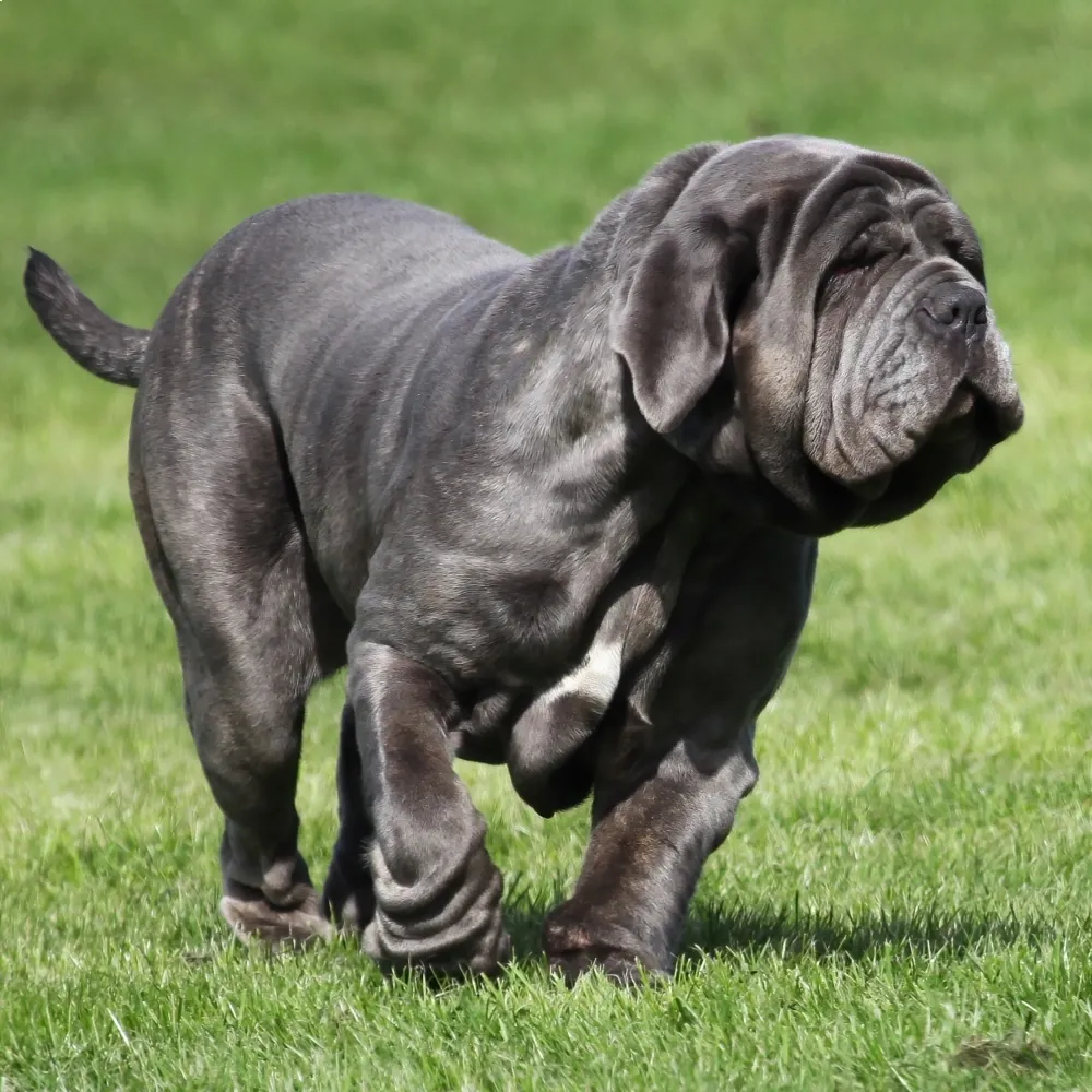 história mastim napolitano