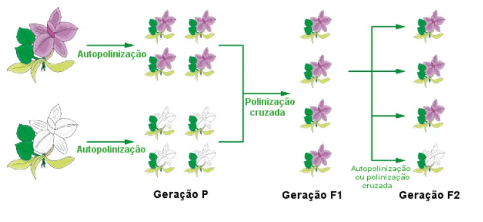 Biodiversidade e Melhoramento Genético: Encontrando o Equilíbrio