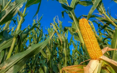 melhoramento genético