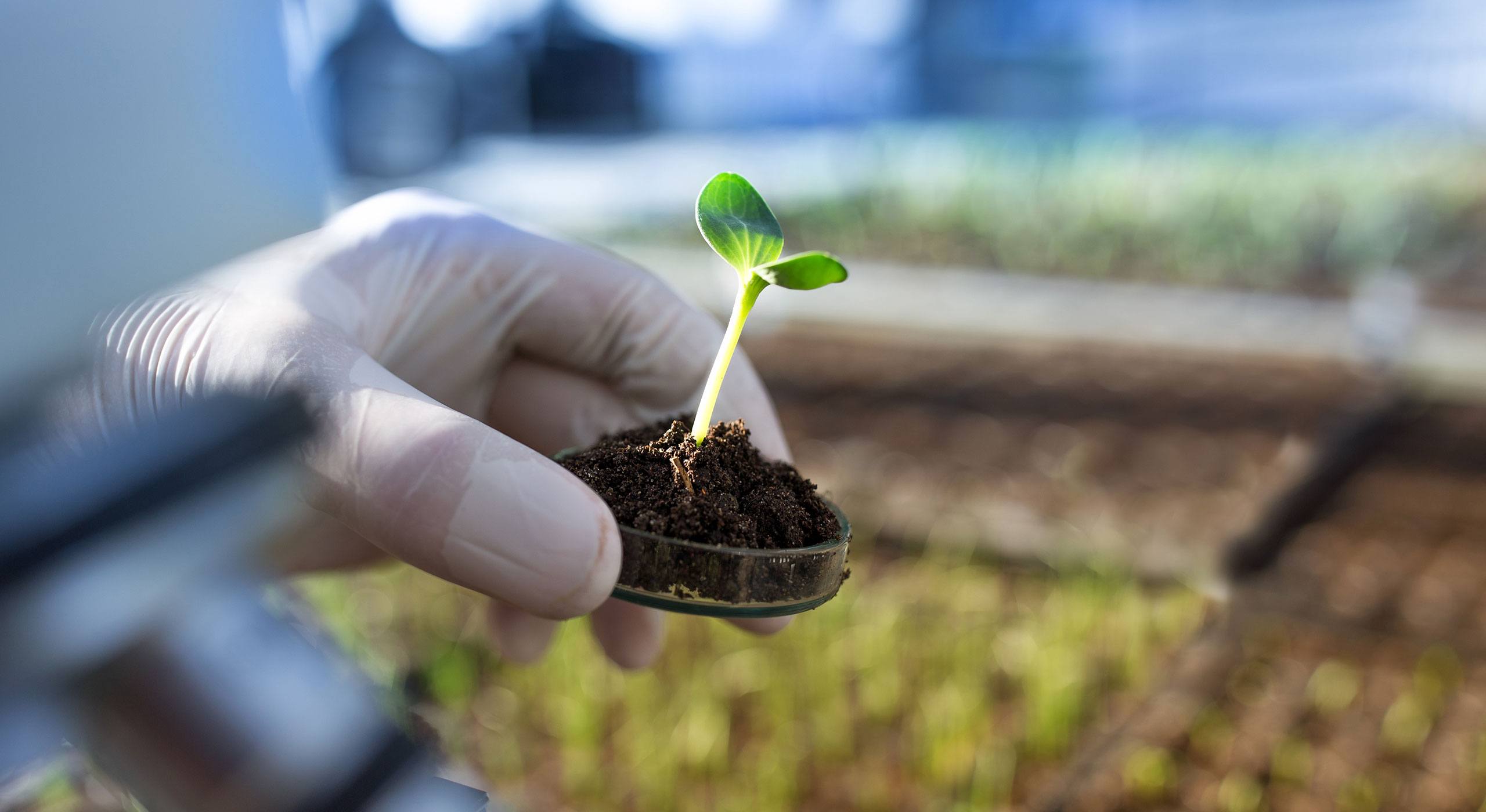 Melhoramento Genético na Agricultura: Aumentando a Produtividade e Resistência