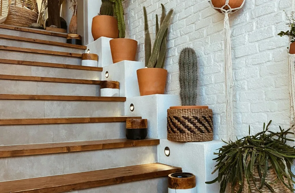 melhores lugares cacto casa energia positiva