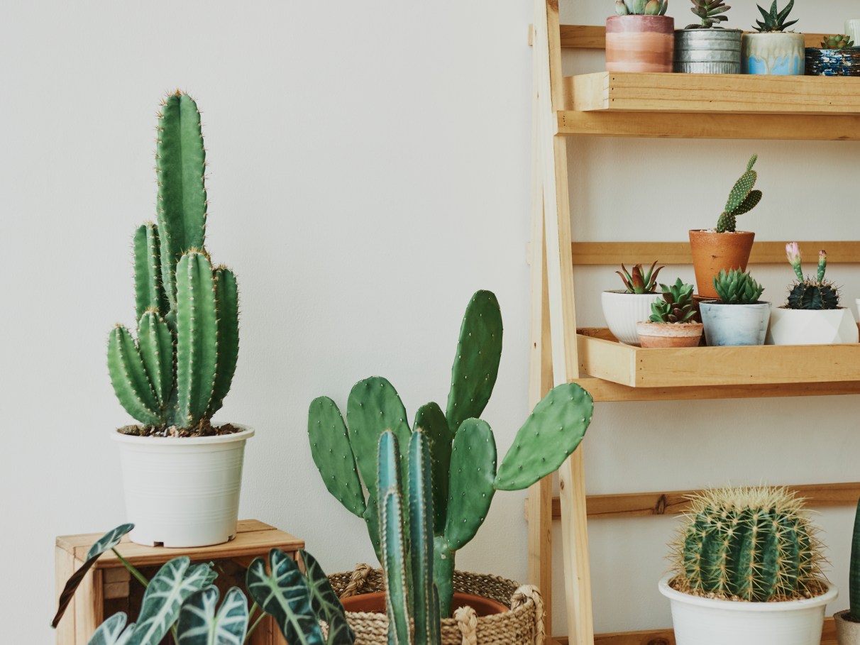 cacto neutraliza radiação eletromagnética escritório