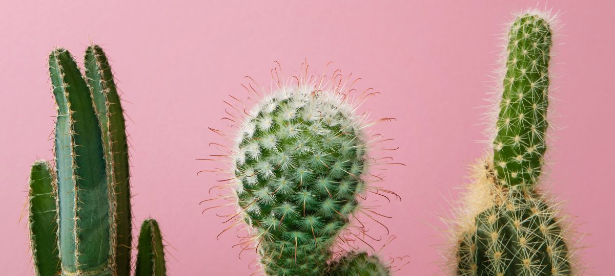 erros posicionamento cacto feng shui