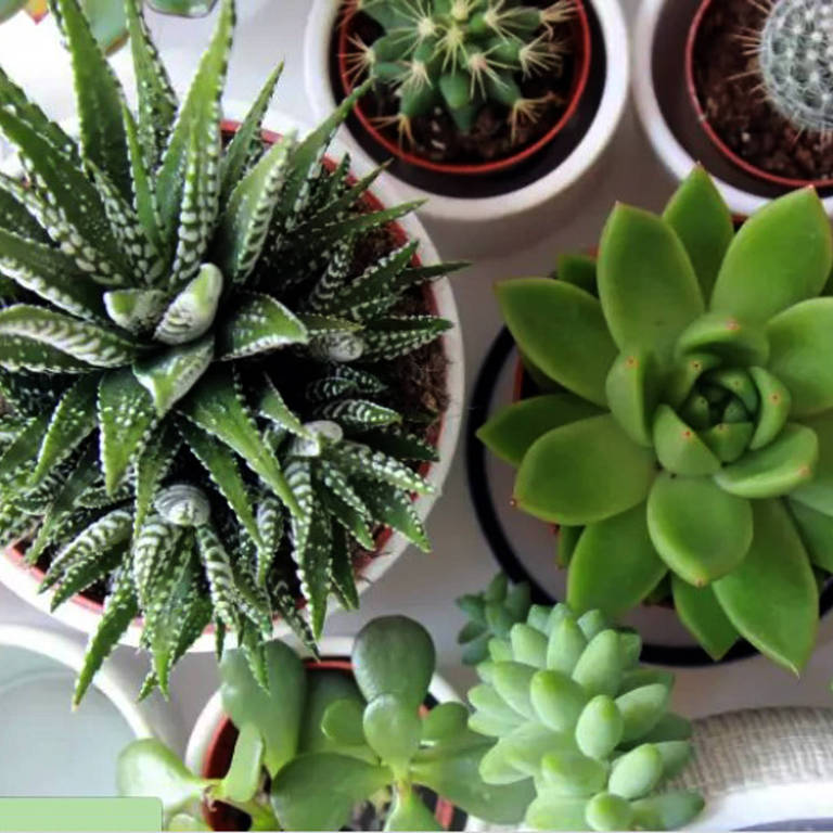 cacto dentro ou fora de casa feng shui