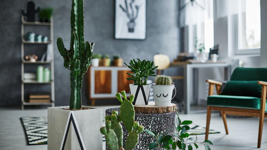 melhores lugares cacto casa energia positiva