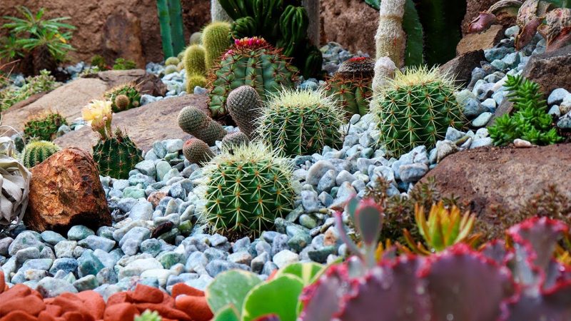 melhores locais cacto energia positiva casa