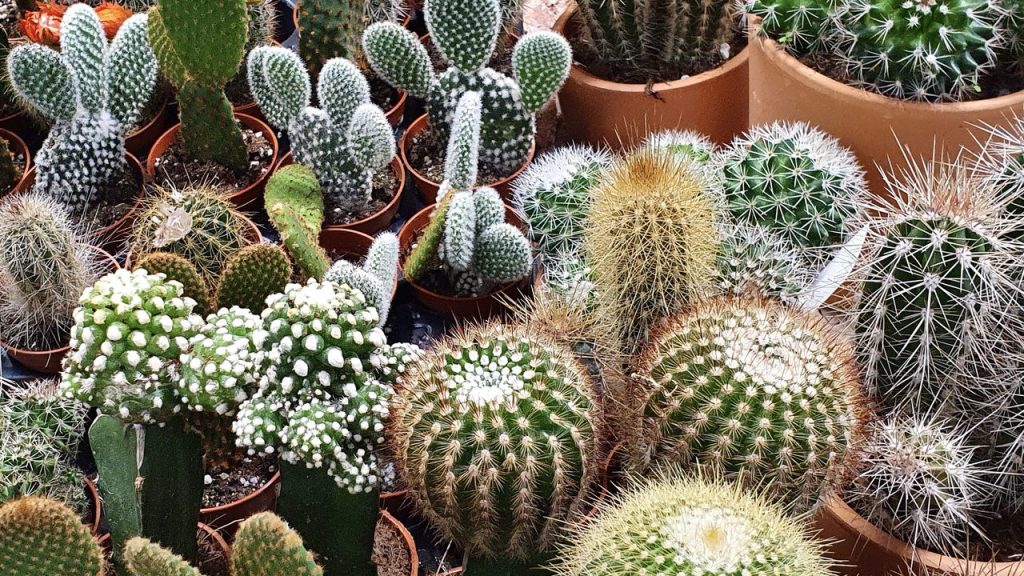 erros posicionamento cacto feng shui